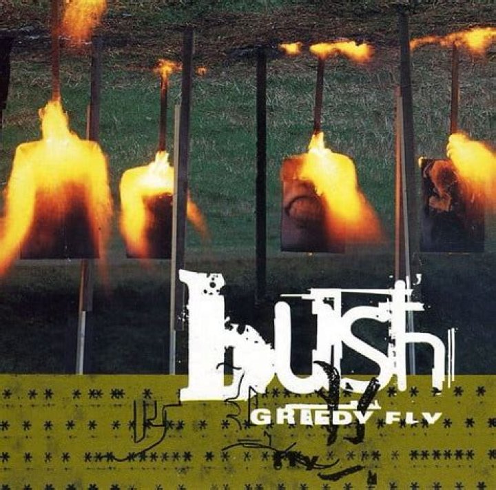 Bush’s
Greedy fly Lyrics