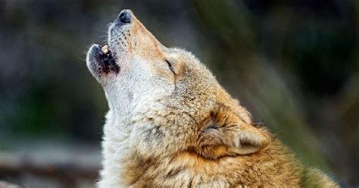 How to spell a wolf howl