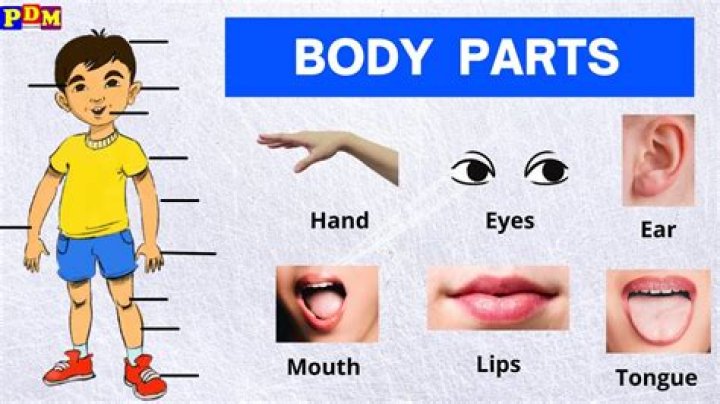 How to spell throught body part