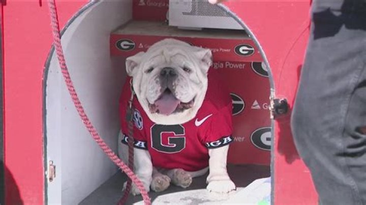 Who Is Quay Walker? Everything To Learn About The Georgia Bulldogs Linebacker